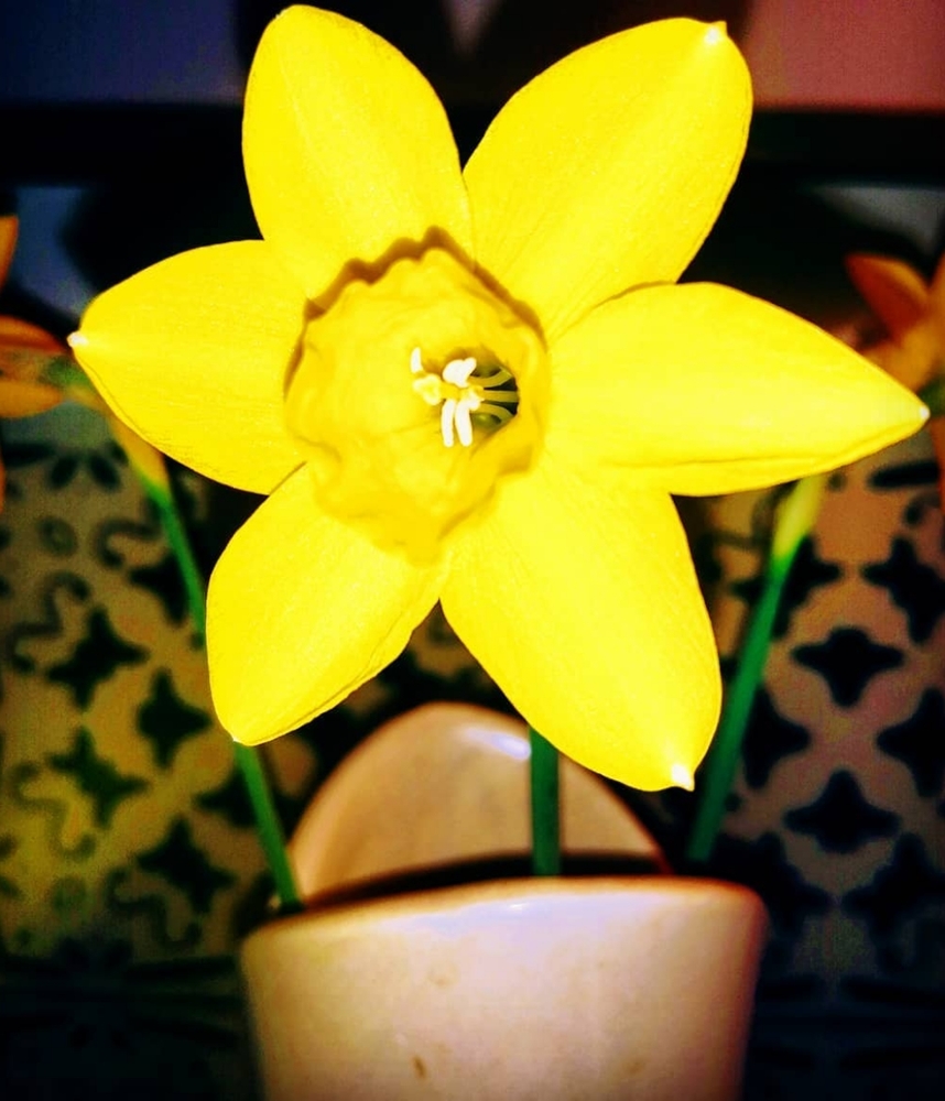 Tulip vase